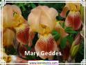 Mary%20Geddes%20.jpg