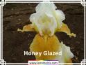Honey%20Glazed%20.jpg
