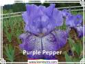 Purple%20Pepper%20.jpg