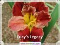 Lucy%27s%20Legacy%20.jpg