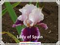 Lady%20of%20Spain%20.jpg