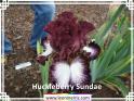 Huckleberry%20Sundae%20.jpg