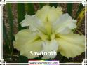 Sawtooth%20.jpg