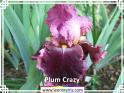 Plum%20Crazy%20.jpg