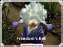 Freedom%27s%20Bell%20.jpg