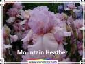 Mountain%20Heather%20.jpg