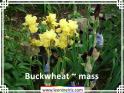 Buckwheat%20~%20mass%20.jpg