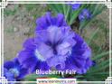 Blueberry%20Fair%20.jpg