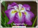 Agrippinella%20.jpg