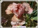 Pink%20Pleasure%20.jpg