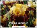 Peking%20Summer%20.jpg