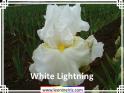 White%20Lightning%20.jpg