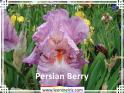 Persian%20Berry%20.jpg