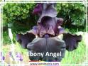 Ebony%20Angel%20.jpg