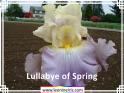 Lullabye%20of%20Spring%20.jpg