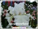 Lacy%20Snowflake%20.jpg