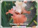 Mandarin%20Morning%20.jpg