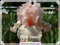 Pink%20Swan%20.jpg