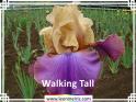 Walking%20Tall%20.jpg